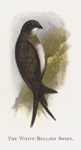 Der Weißbauchsegler von Alexander Francis Lydon