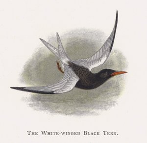 Die Weißflügelseeschwalbe von Alexander Francis Lydon