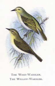 Der Waldlaubsänger, Der Weidenlaubsänger von Alexander Francis Lydon