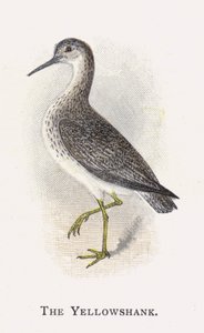 Der Gelbschenkel von Alexander Francis Lydon