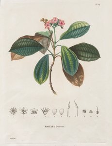 Reise in die Äquatorialregionen des neuen Kontinents, gemacht in den Jahren 1709 bis 1804: Monographie der Melastomaceen: Nr. 54 von Alexander, Freiherr von Humboldt