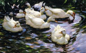 Enten schwimmen in einem sonnenbeschienenen See