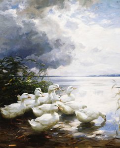 Enten am Seeufer von Alexander Koester