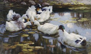 Der Ententeich von Alexander Koester