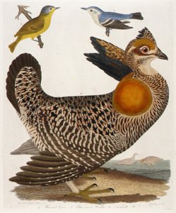 1. Präriehuhn. 2. Blaugrüner Waldsänger. 3. Nashville-Waldsänger, aus dem Buch American Ornithology
