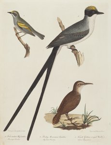 Gabelschwanz-Tyrann, Rocky Mountain Ameisenbär und weiblicher Goldflügel-Waldsänger von Alexander Lawson