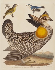 Präriehuhn, Blaugrüner Waldsänger und Nashville-Waldsänger, veröffentlicht 1808-1814