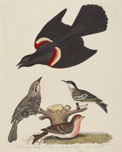 Rotflügelstärling, Weiblicher Rotflügelstärling, Schwarzkehl-Waldsänger und Kleiner..., veröffentlicht 1808-1814