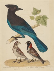Stellars Jay, Lapplandspornammer und Weibchen