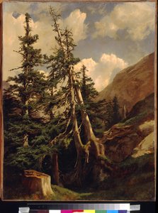 Tannen in den Bergen