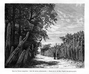 Eine Hecke aus baumartigen Kakteen, Mexiko, 19. Jahrhundert von Alexandre de Bar