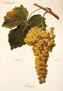 Amigne-Traube von A. Kreyder von Alexis Kreyder