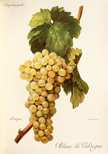 Blanc du Valdigne-Traube von Alexis Kreyder