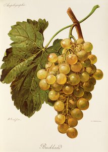 Buckland Traube von A. Kreyder