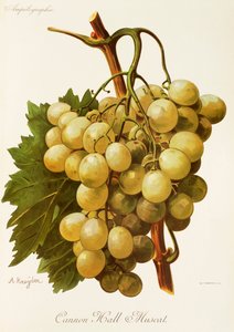 Cannon Hall Muscat-Traube