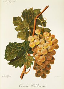 Chasselas Le Ronsard-Traube