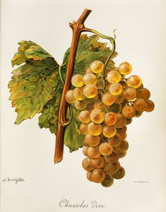 Chasselas Doré-Traube