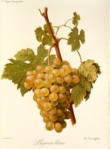 Lignan Blanc-Traube