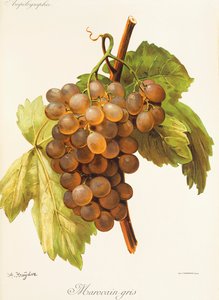 Marocain Gris-Traube von Alexis Kreyder