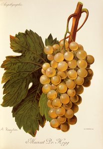 Muscat Dr. Hogg Traube von A. Kreyder