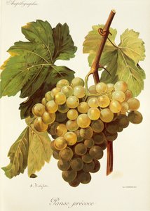 Panse Precoce-Traube