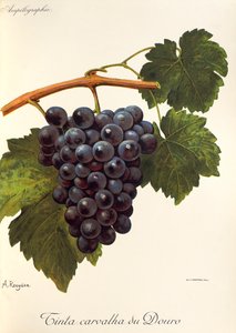Tinta Carvalha du Douro-Traube von Alexis Kreyder