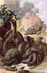 Riesenschildkröten von den Galapagos-Inseln, aus einem naturhistorischen Buch, 1887