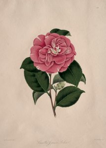 Illustrationen und Beschreibungen der...Natürlichen Ordnung Camellieae: Nr. 44 von Alfred Chandler