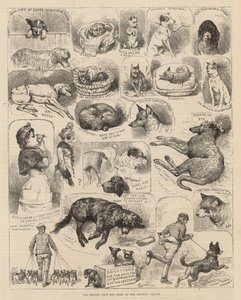 Die Hundeschau des Kennel Clubs im Crystal Palace von Alfred Chantrey Corbould