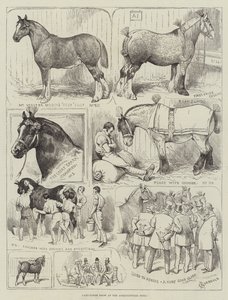 Kaltblutpferdeschau in der Landwirtschaftshalle
