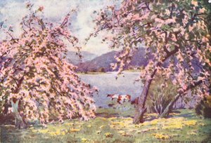 Lake District: Esthwaite Water, Apfelblüte von Alfred Heaton Cooper
