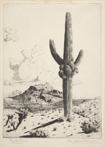 Der Wächter (Sahuaro)