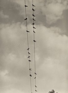 Vögel von Alfred Stieglitz