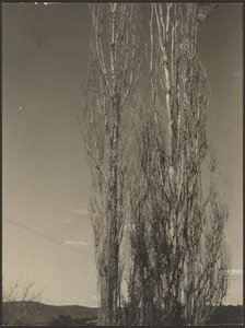 Sterbende Pappeln, Lake George von Alfred Stieglitz