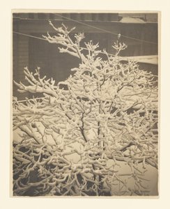 Vom Hinterfenster von 291 von Alfred Stieglitz