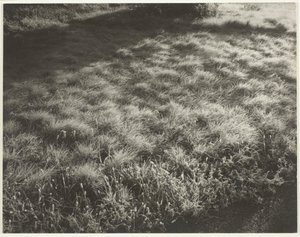 Gras und Frost von Alfred Stieglitz