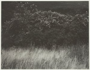 Hecke und Gräser - Lake George