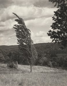 Pappel—Lake George von Alfred Stieglitz