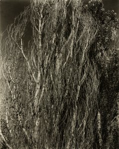 Pappeln—Lake George von Alfred Stieglitz