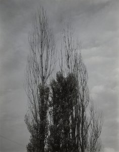 Pappeln am Lake George von Alfred Stieglitz