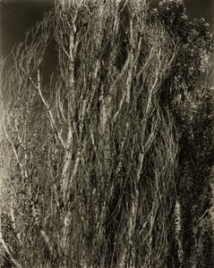 Pappeln—Lake George von Alfred Stieglitz