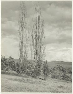 Pappeln—Lake George von Alfred Stieglitz