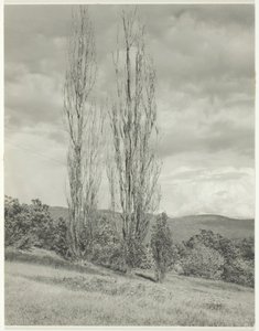 Pappeln—Lake George, 1935 von Alfred Stieglitz