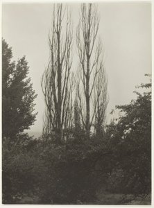 Pappeln - Lake George von Alfred Stieglitz