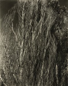 Pappeln - Lake George von Alfred Stieglitz