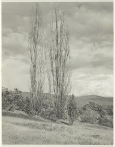 Pappeln am Lake George von Alfred Stieglitz