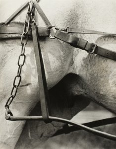 Spirituelles Amerika: Lieder des Himmels A1 von Alfred Stieglitz