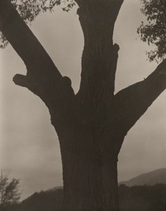 Die sterbende Kastanie von Alfred Stieglitz