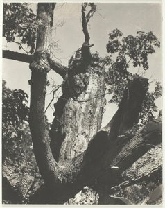 Der alte Ahorn - Lake George von Alfred Stieglitz