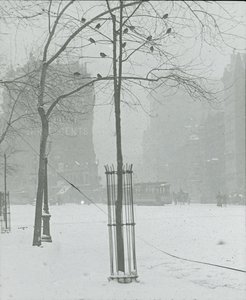Baum im Schnee, New York City, 1900-02